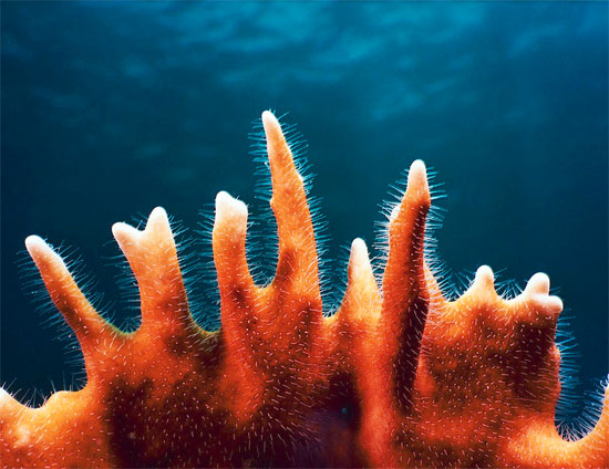 Beautiful Coral Reef Photography 2